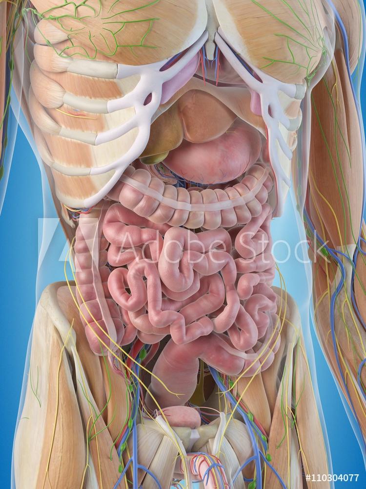 Natural Stomach Supplements